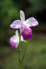 Wild orchid in Costa Rica