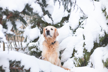 Adorable golden retriever dog on snow outdoor.  Winter in park, copy Space, snow fall. Horizontal, empty place for text, copy space.