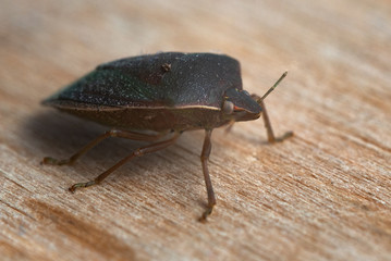 insect beetle smelly close-up on a wooden table