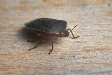close - up of insect beetle stinky on wooden table