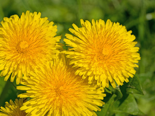 Blühender Löwenzahn, Taraxacum