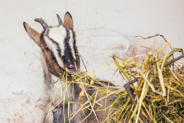Goat on the farm eats hay. Cultivation of farm animals_