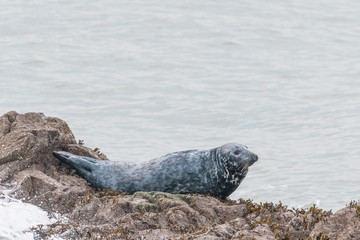 Grey Seal
