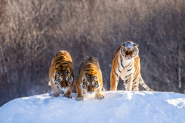 Several siberian tigers on a snowy hill against the background of winter trees. China. Harbin....