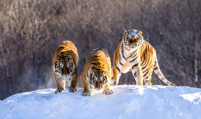 Several siberian tigers on a snowy hill against the background of winter trees. China. Harbin....
