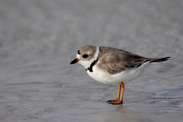 Semipalmated Plover, Charadrius semipalmatus, on the mud flats of Fort De Soto State Park, Florida.