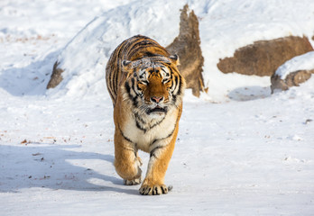 Siberian tiger walks in a snowy glade in a hard frost. Very unusual image. China. Harbin. Mudanjiang province. Hengdaohezi park. Siberian Tiger Park. Winter. (Panthera tgris altaica)