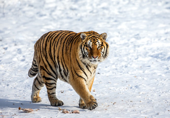 Fototapeta na wymiar Siberian tiger walks in a snowy glade in a hard frost. Very unusual image. China. Harbin. Mudanjiang province. Hengdaohezi park. Siberian Tiger Park. Winter. (Panthera tgris altaica)