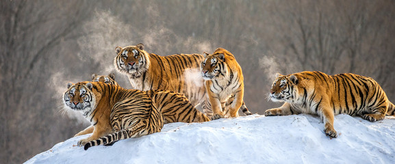 Mehrere sibirische Tiger auf einem schneebedeckten Hügel vor dem Hintergrund von Winterbäumen. China. Harbin. Provinz Mudanjiang. Hengdaohezi-Park. Sibirischer Tigerpark. Winter. Harter Frost. (Panthera tgris altaica)