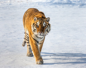Siberian tiger walks in a snowy glade in a hard frost. Very unusual image. China. Harbin....