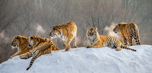 Verschillende Siberische tijgers op een besneeuwde heuvel tegen de achtergrond van winterbomen. China. Harbin. provincie Mudanjiang. Hengdaohezi-park. Siberisch tijgerpark. Winter. Harde vorst. (Panthera tgris altaica)