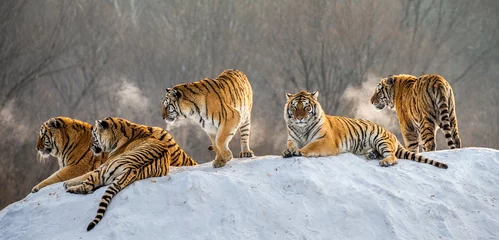 Draagtas Verschillende Siberische tijgers op een besneeuwde heuvel tegen de achtergrond van winterbomen. China. Harbin. provincie Mudanjiang. Hengdaohezi-park. Siberisch tijgerpark. Winter. Harde vorst. (Panthera tgris altaica) © gudkovandrey