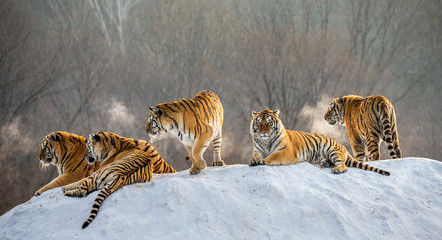 Several siberian tigers on a snowy hill against the background of winter trees. China. Harbin. Mudanjiang province. Hengdaohezi park. Siberian Tiger Park. Winter. Hard frost. (Panthera tgris altaica)