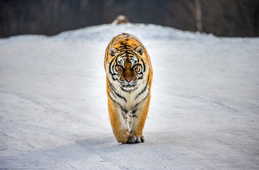 Siberian tiger walks in a snowy glade in a hard frost. Very unusual image. China. Harbin....