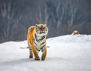 Siberian tiger walks in a snowy glade in a hard frost. Very unusual image. China. Harbin....