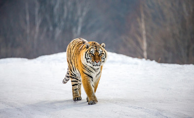 Siberian tiger walks in a snowy glade in a hard frost. Very unusual image. China. Harbin....
