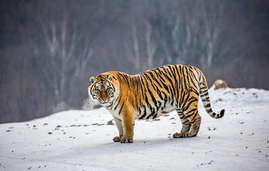 Siberian tiger is standing on a snowy glade. China. Harbin. Mudanjiang province. Hengdaohezi park. Siberian Tiger Park. Winter. Hard frost. (Panthera tgris altaica)