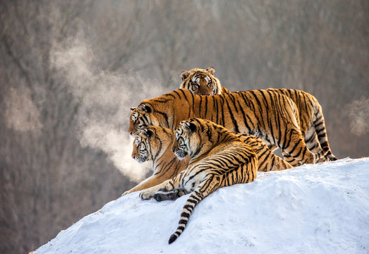 Several siberian tigers on a snowy hill against the background of winter trees. China. Harbin. Mudanjiang province. Hengdaohezi park. Siberian Tiger Park. Winter. Hard frost. (Panthera tgris altaica)