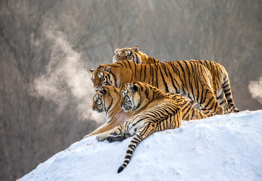 Several siberian tigers on a snowy hill against the background of winter trees. China. Harbin. Mudanjiang province. Hengdaohezi park. Siberian Tiger Park. Winter. Hard frost. (Panthera tgris altaica)