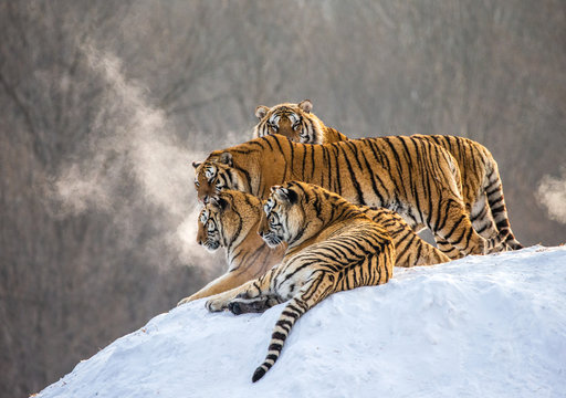 Several siberian tigers on a snowy hill against the background of winter trees. China. Harbin. Mudanjiang province. Hengdaohezi park. Siberian Tiger Park. Winter. Hard frost. (Panthera tgris altaica)