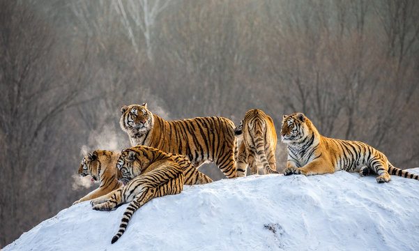 Several siberian tigers on a snowy hill against the background of winter trees. China. Harbin. Mudanjiang province. Hengdaohezi park. Siberian Tiger Park. Winter. Hard frost. (Panthera tgris altaica)
