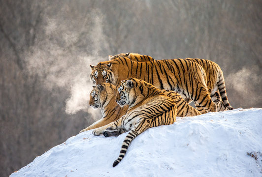 Several siberian tigers on a snowy hill against the background of winter trees. China. Harbin. Mudanjiang province. Hengdaohezi park. Siberian Tiger Park. Winter. Hard frost. (Panthera tgris altaica)