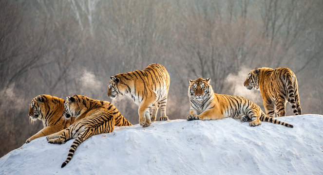 Fototapeta Several siberian tigers on a snowy hill against the background of winter trees. China. Harbin. Mudanjiang province. Hengdaohezi park. Siberian Tiger Park. Winter. Hard frost. (Panthera tgris altaica)