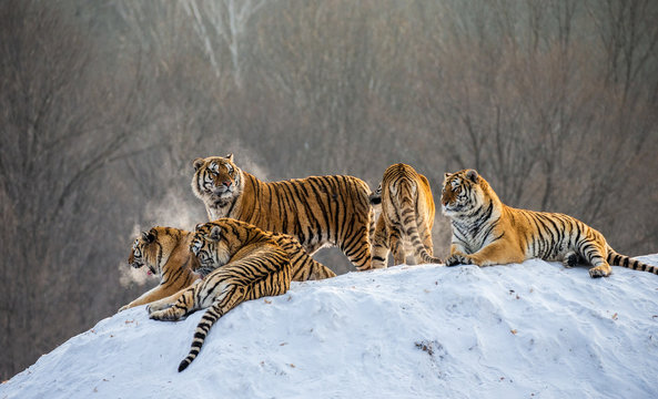 Several siberian tigers on a snowy hill against the background of winter trees. China. Harbin. Mudanjiang province. Hengdaohezi park. Siberian Tiger Park. Winter. Hard frost. (Panthera tgris altaica)