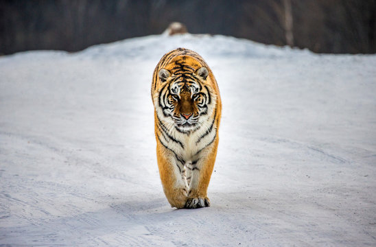 Siberian tiger walks in a snowy glade in a hard frost. Very unusual image. China. Harbin. Mudanjiang province. Hengdaohezi park. Siberian Tiger Park. Winter. (Panthera tgris altaica)
