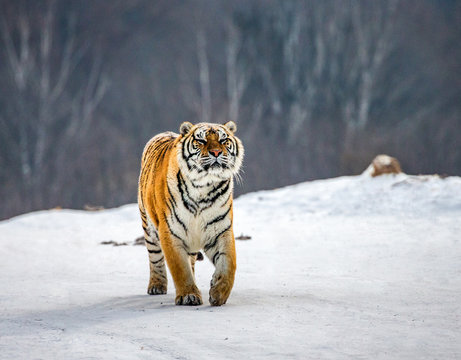Siberian tiger walks in a snowy glade in a hard frost. Very unusual image. China. Harbin. Mudanjiang province. Hengdaohezi park. Siberian Tiger Park. Winter. (Panthera tgris altaica)