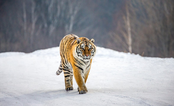 Siberian tiger walks in a snowy glade in a hard frost. Very unusual image. China. Harbin. Mudanjiang province. Hengdaohezi park. Siberian Tiger Park. Winter. (Panthera tgris altaica)
