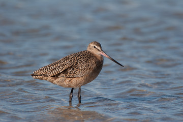 Marbled Godwit, Limosa fedoa, on the shallows of Fort De Soto State Park, Florida.