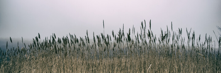Thickets of reeds and snow on a meadow on a foggy day, panoramic landscape. Web banner for design. - obrazy, fototapety, plakaty