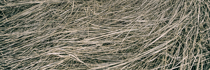 dry grass in a meadow on a foggy day, panoramic landscape. Web banner for design.