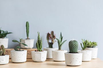 Minimalistic home interior with composition of cacti and succulents on the wooden table in stylish cement pots. Grey walls. Stylish concept of home garden. Copy space.