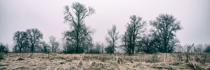 trees and dry grass in a meadow on a foggy day, panoramic landscape. Web banner for design.