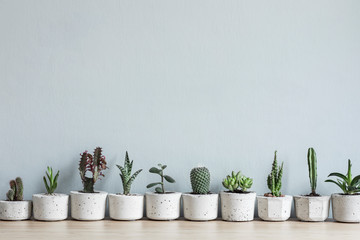 Minimalistic home interior with composition of cacti and succulents on the wooden table in stylish cement pots. Grey walls. Stylish concept of home garden. Copy space. - obrazy, fototapety, plakaty