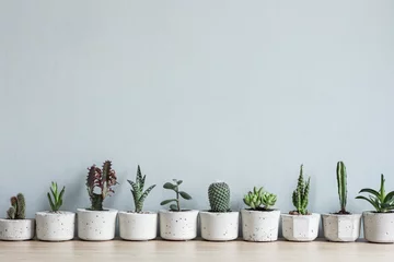 Papier Peint photo Cactus Intérieur de maison minimaliste avec composition de cactus et de plantes succulentes sur la table en bois dans des pots en ciment élégants. Murs gris. Concept élégant de jardin familial. Espace de copie.