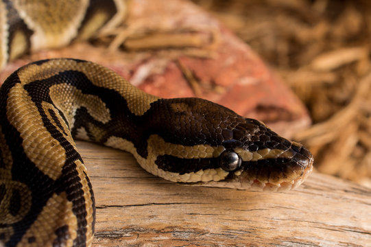 Ball Python Baskin in the Heat