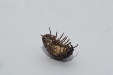 Pill Bug stuck on its back.