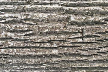 Fototapeta premium bark oak background texture, gray brown bark