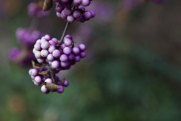 Herbstbeeren