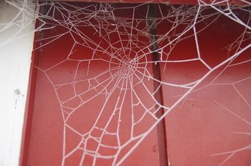 Spinnennetz mit Raureif