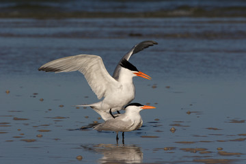 Fototapeta na wymiar Royal Terns, Thalasseus maximus, engaged in courting and mating behavior on the tidal flats of Fort De Soto State Park, Florida.