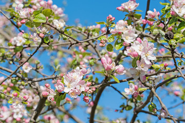 Blühender Apfelbaum, Malus