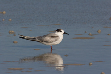 Roseate Tern, Sterna dougallii, on the beach in Fort De Soto State Park, Florida.