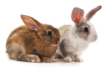 Obraz premium Two beautiful rabbits.