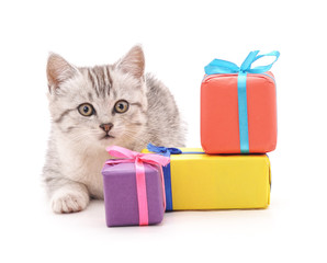 Cat with a gifts.