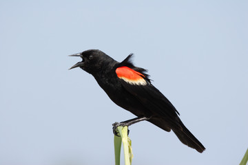 Male Red Winged Blackbird, Agelaius phoeniceus, in Fort De Soto State Park, Florida.