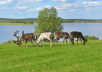Naklejka na ściany i meble Four reindeer grazing on green meadow on shore of northern lake. Finnish Lapland